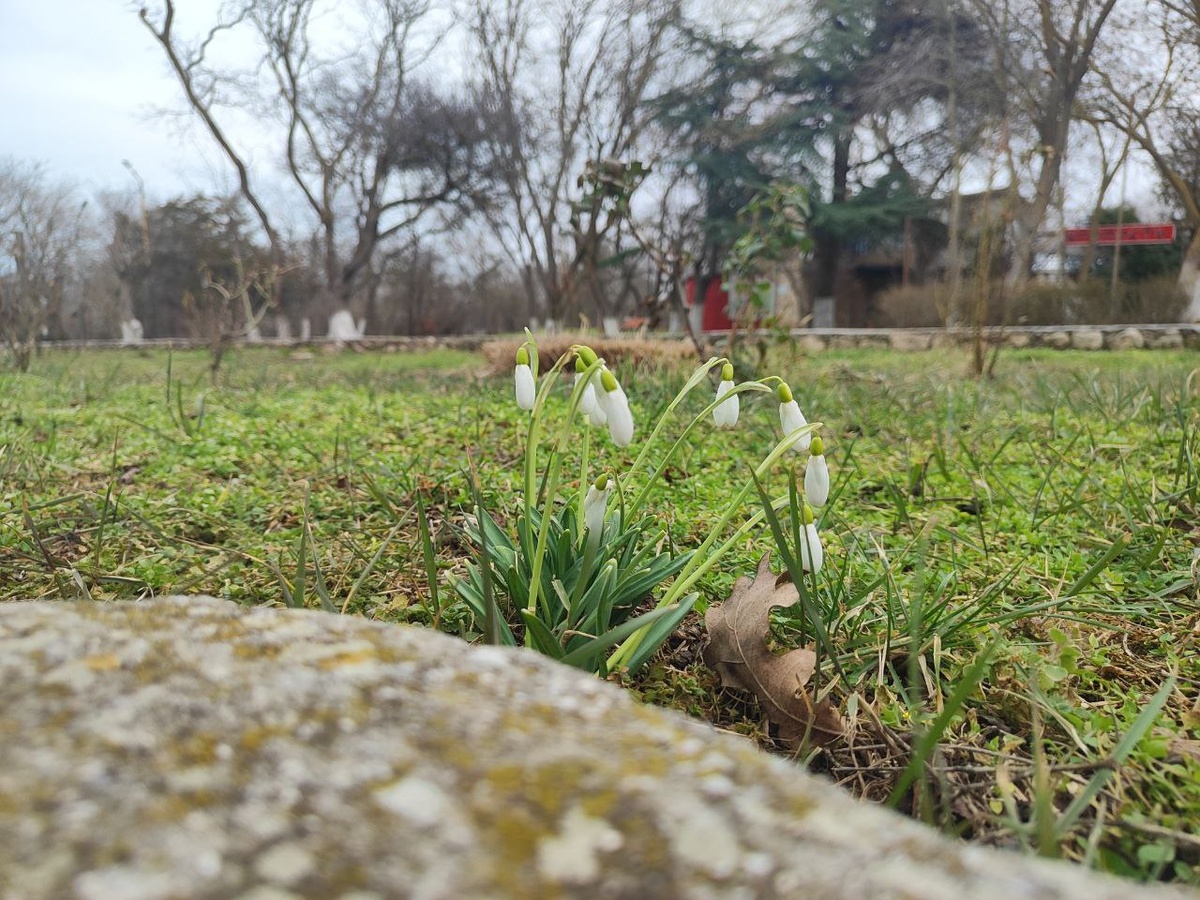 повсюду цветут подснежники 