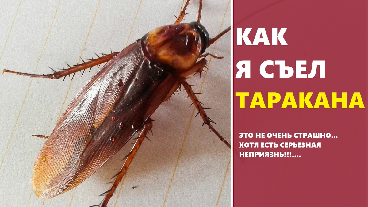 Как я съел таракана