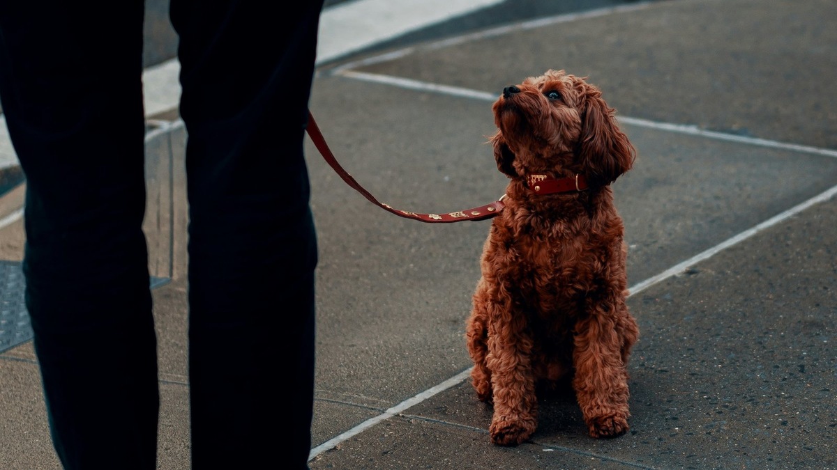    Популярные парки и дворы Екатеринбурга стали зоной повышенного внимания для владельцев собак