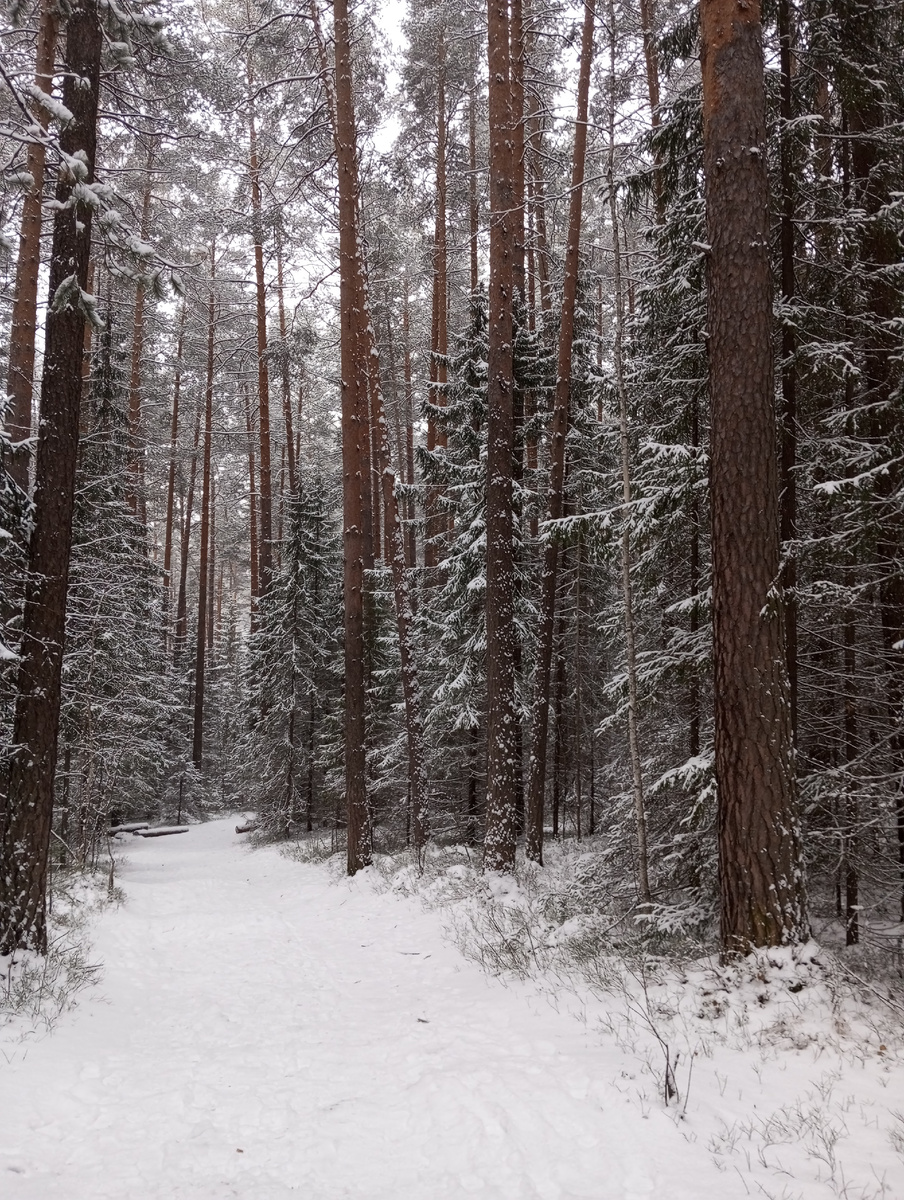 Зимний лес