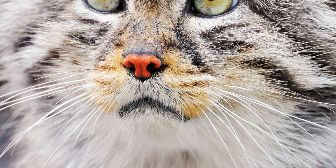 Почему ирбис - большая кошка, а пума нет.