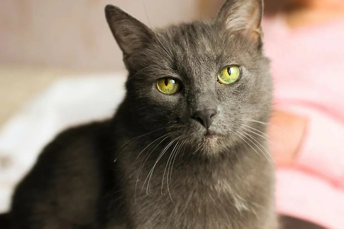 Фото с сайта: https://www.ilmiogattoeleggenda.it/coloboma-delliride-del-gatto/