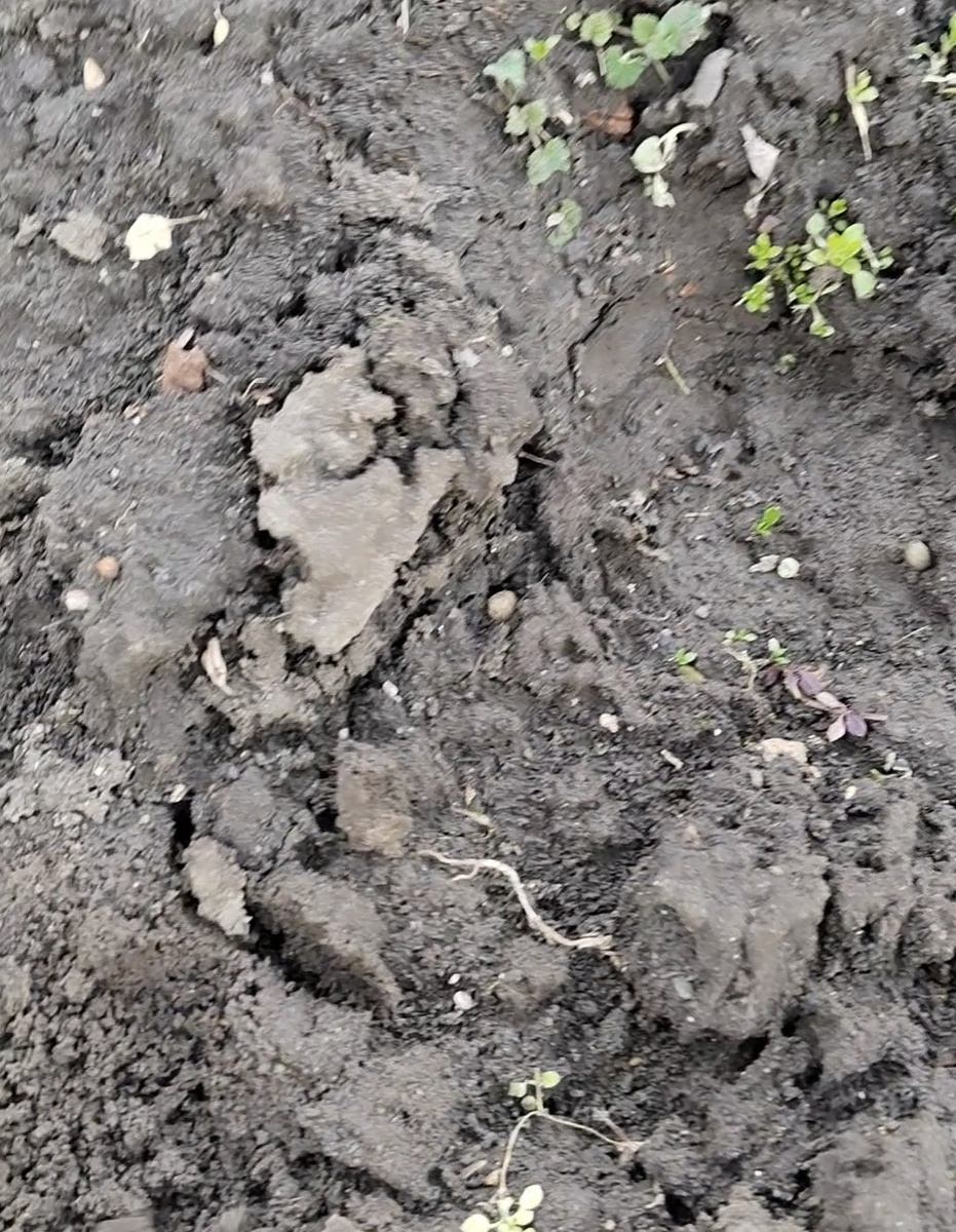 Краснодарский чернозем