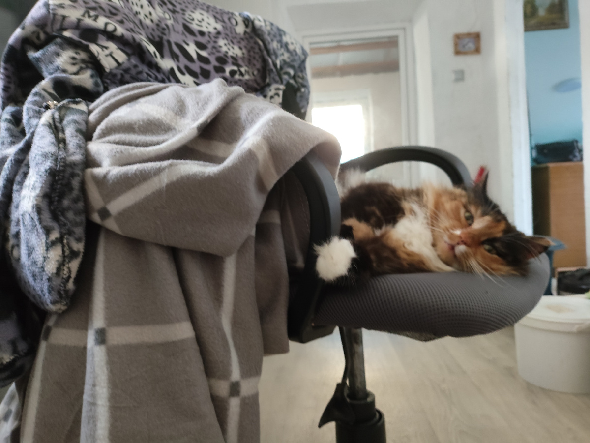 Она не спит, она бдит!