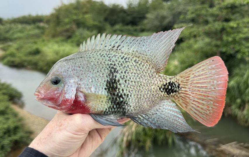 Цихлазома опоясанная (Vieja maculicauda) или Blackbelt cichlid