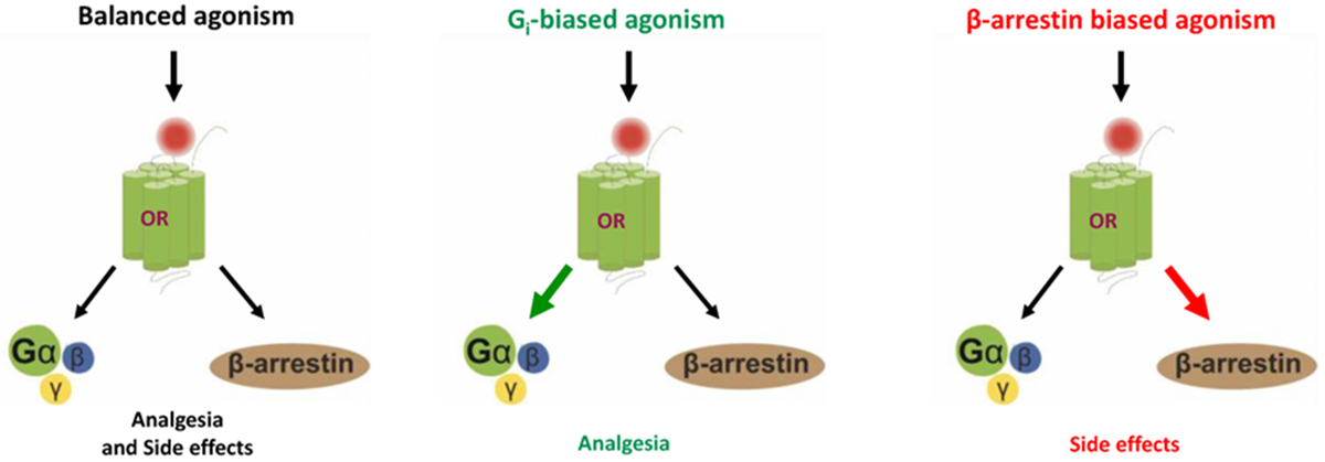 Два пути одной молекулы: сравнение эффектов G-белков и β-аррестина в опиоидной системе.