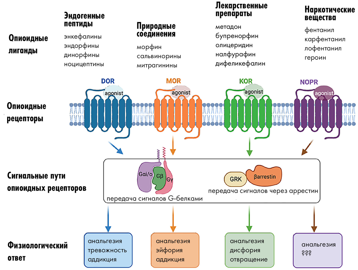 От обезболивания до зависимости: как разные подтипы опиоидных рецепторов (δ- (DOR), μ- (MOR), κ- (KOR) и ν- (NOR)) влияют на физиологию нервной системы. Эти рецепторы относятся к семейству GPCR, а потому их сигналы передаются G-белками или аррестином.