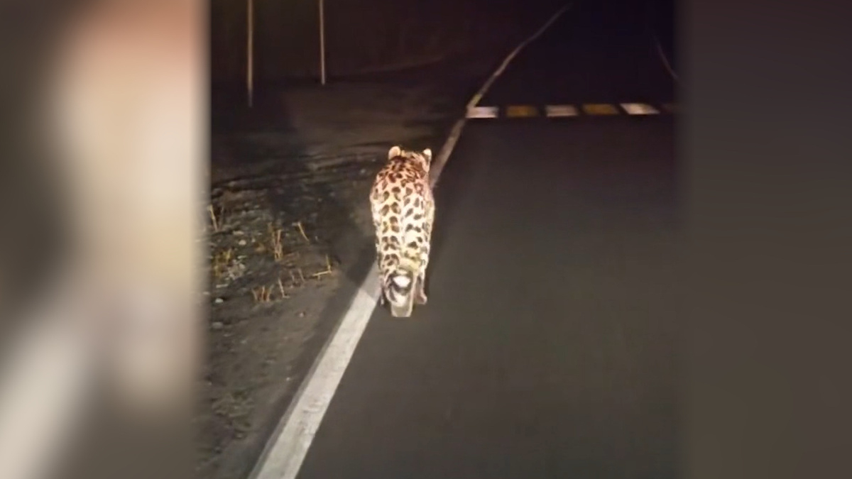    Первый канал