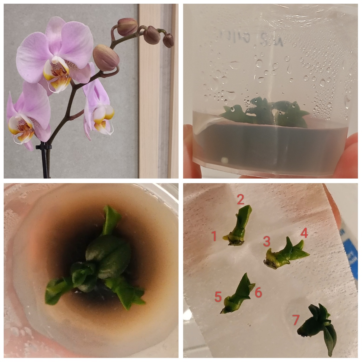 №2 получилось 7 деток