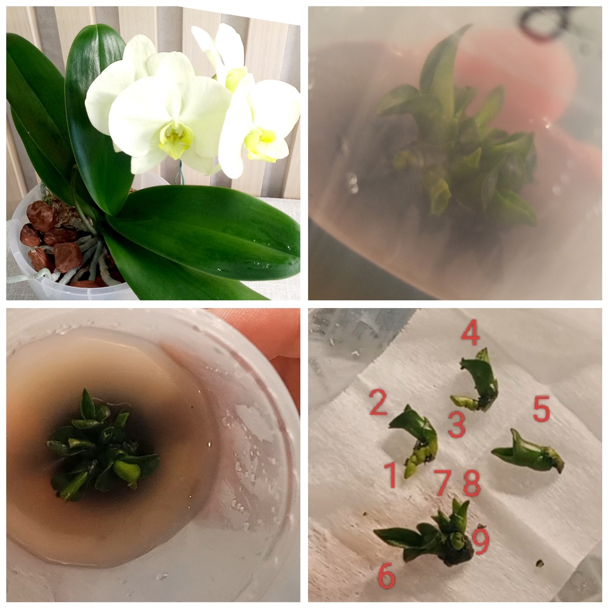 №11 получилось 9 деток