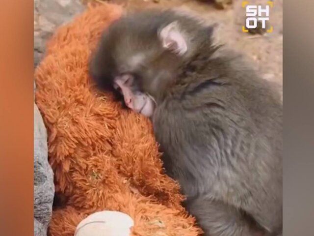    Фото: телеграм-канал SHOT