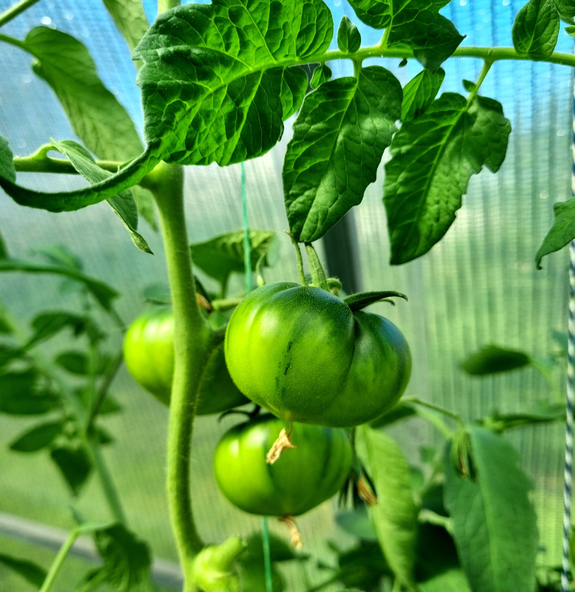 Томат "Браун Кой". Фото: Зеленая леди, сад, семья и томатный сок