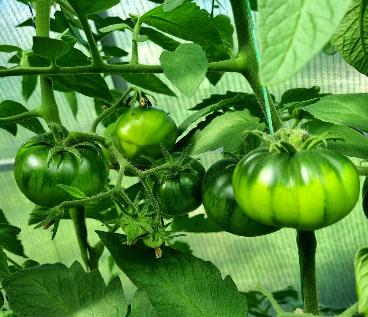 Томат "Браун Кой". Фото: Зеленая леди, сад, семья и томатный сок