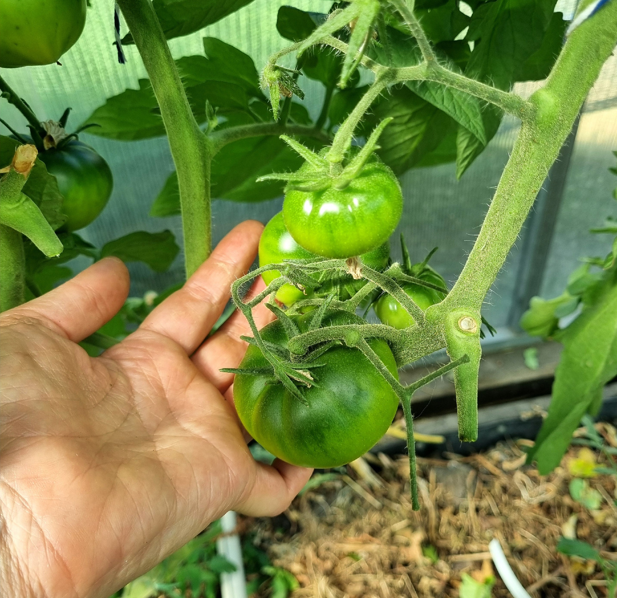 Томат "Ред Кой". Фото: Зеленая леди, сад, семья и томатный сок