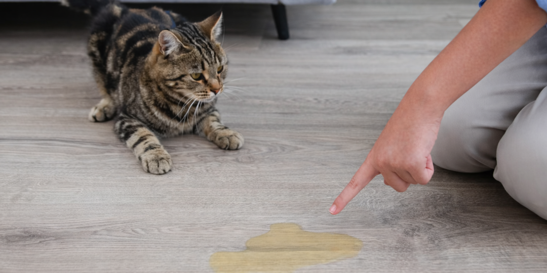 Все ли кошки метят территорию в квартире: метка или промах? Ошибка, которую делают почти все