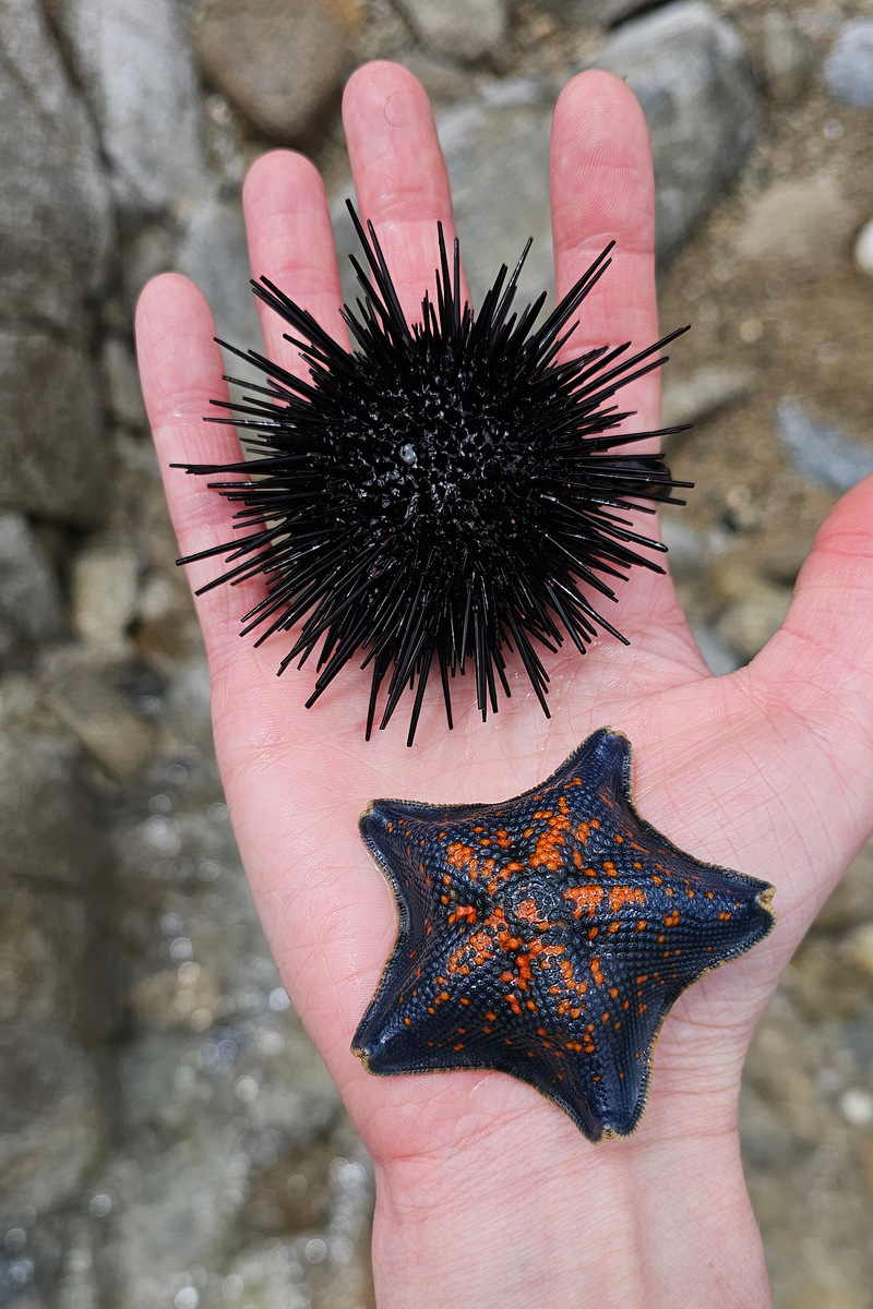 Богатства Тихого океана. Фото: Маргарита Малинина