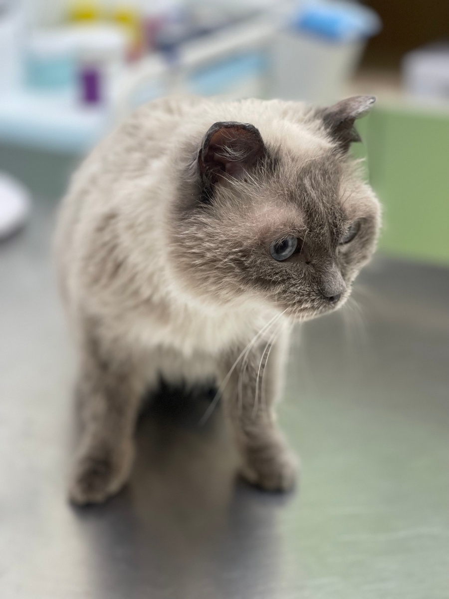 София в ветеринарной клинике