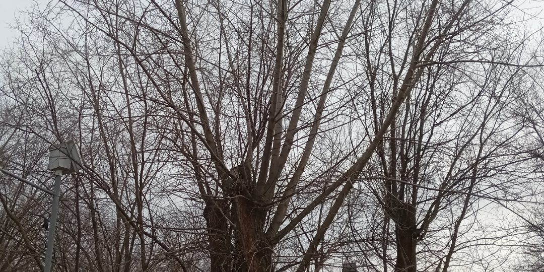 Ту весну уже не вернуть.