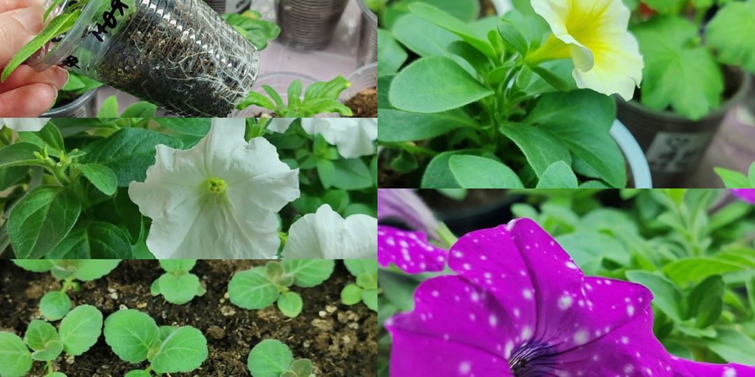 Что сейчас растёт на моём стеллаже и какой сладкий перец я сею 🌱