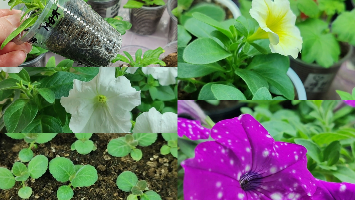 Первые раскрывшиеся бутоны и первые укоренённые черенки.