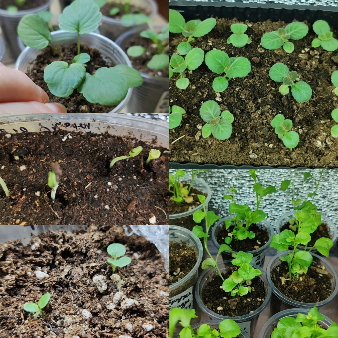 Что-то только проклюнулось, а что-то уже вовсю осваивает стаканчики.