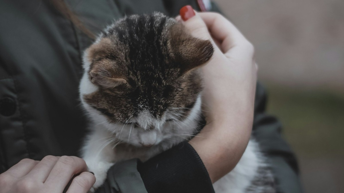    Эмоциональная связь с питомцем имеет реальную биохимическую основу, что объясняет глубину горя при расставании