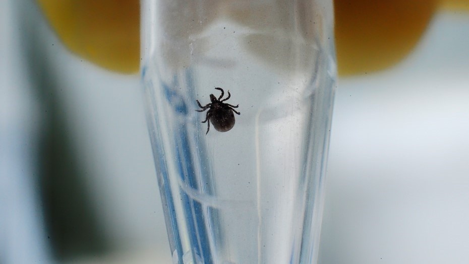    Исследование клещей на наличие антигена вируса клещевого энцефалита в лаборатории Автор фото: Юрий Смитюк / ИТАР-ТАСС