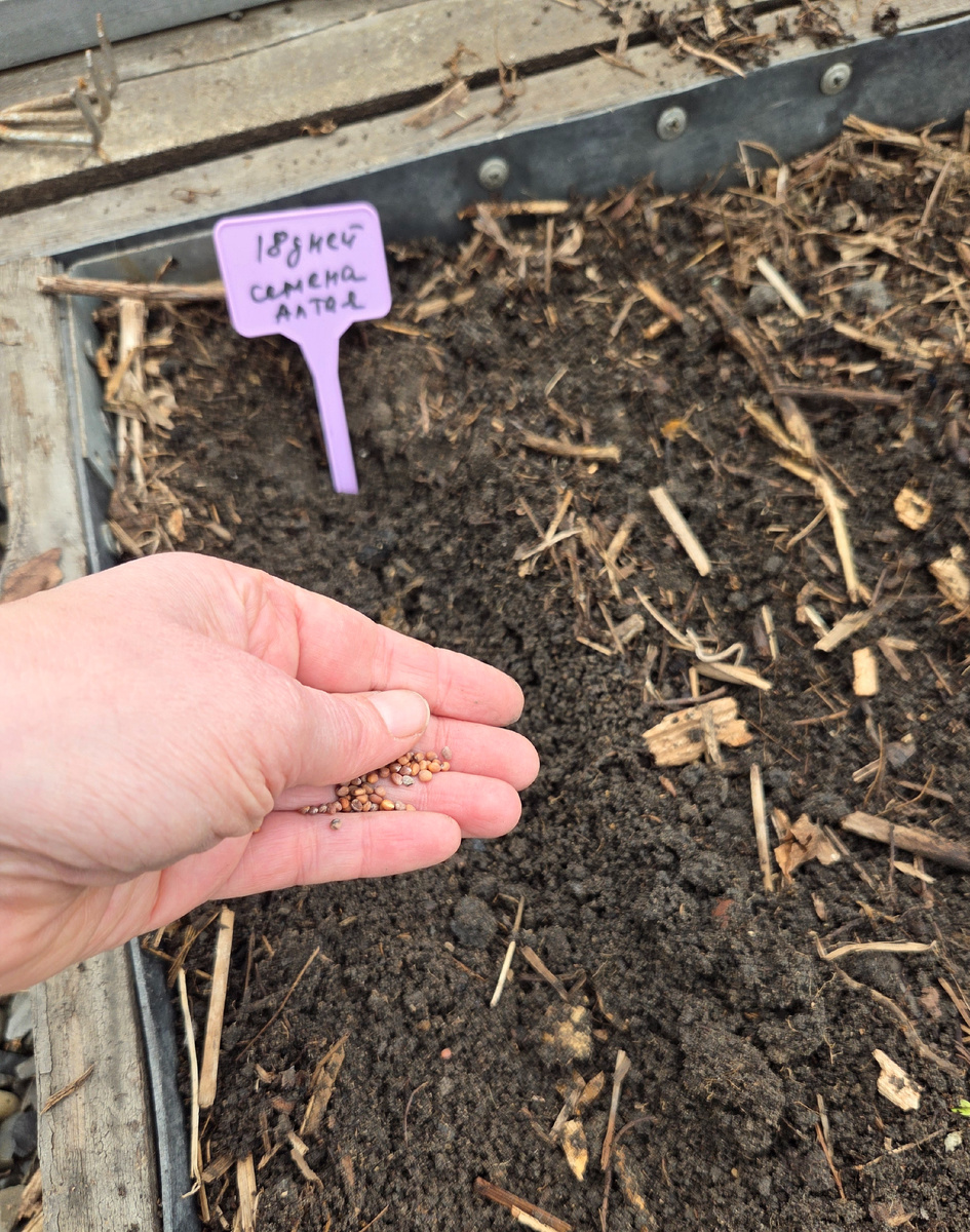 Фото: Зеленая леди, сад, семья и томатный сок