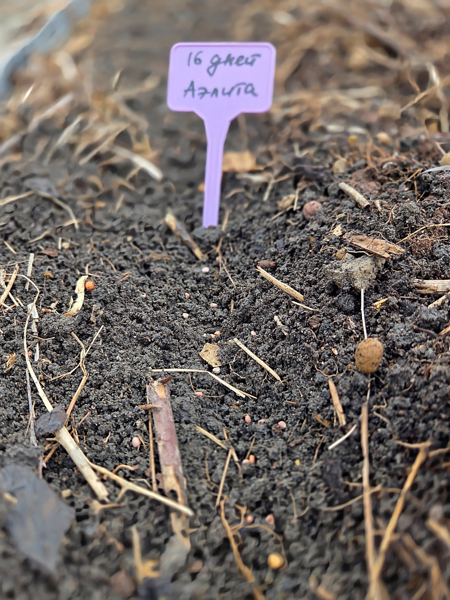 Фото: Зеленая леди, сад, семья и томатный сок