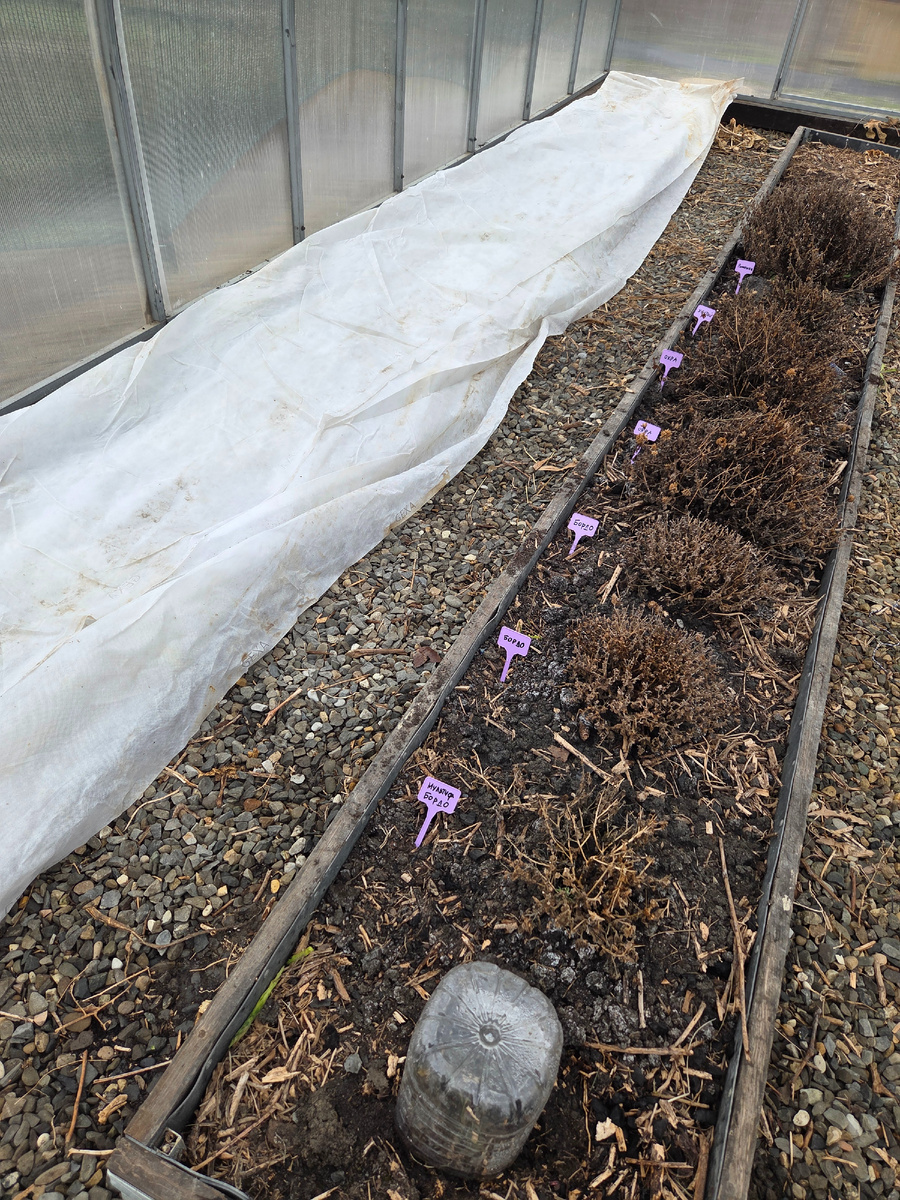 Фото: Зеленая леди, сад, семья и томатный сок