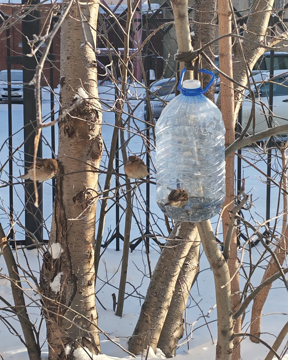 Птичек семечками подкармливаем. Про нашу жизнь