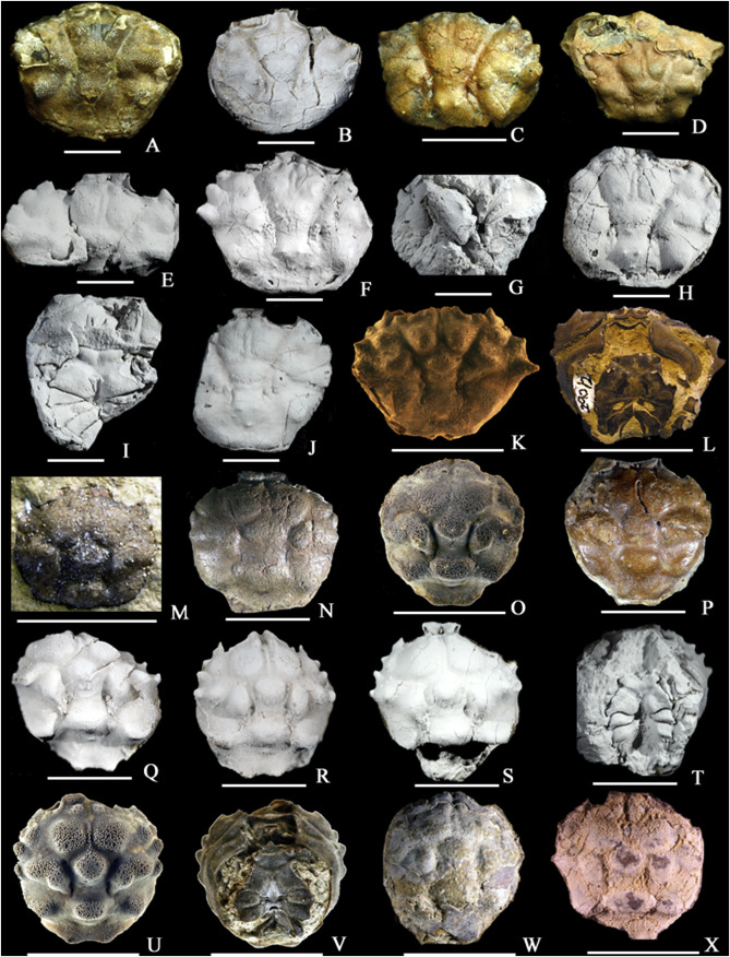 Палеоценовые ракообразные из Мексики