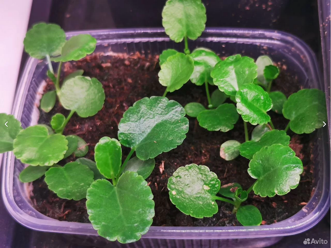 Синеголовник White