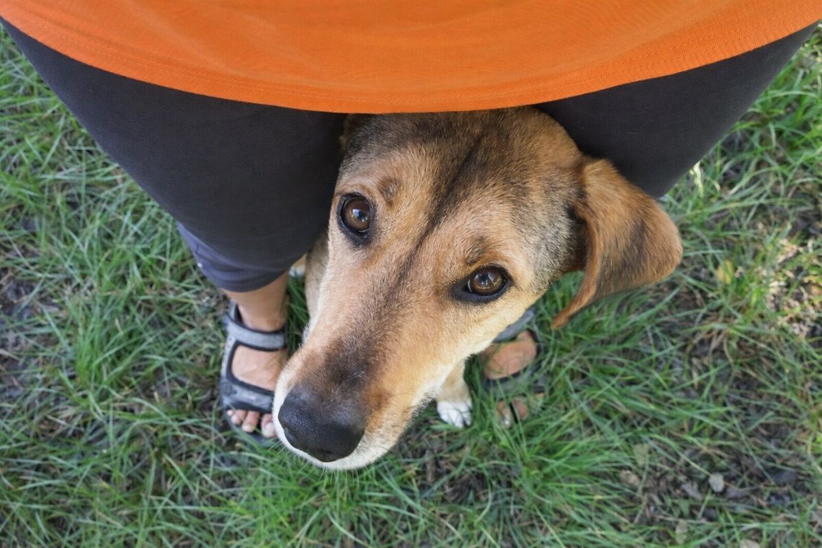 Почему собака такая приставучая 