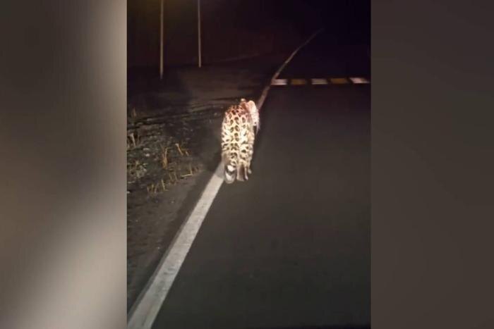 Обложка © Telegram / Земля леопарда