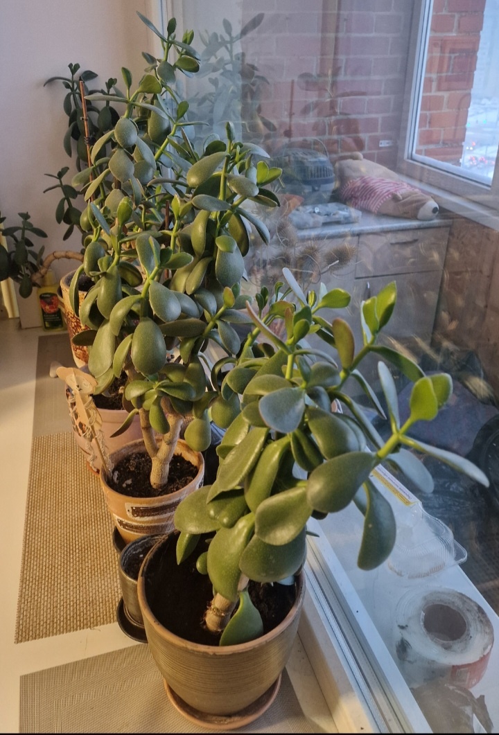 Не хочу сегодня свою рожу в статью вставлять. Денежные деревья вставлю. Целая роща у нас их. Кустятся! 