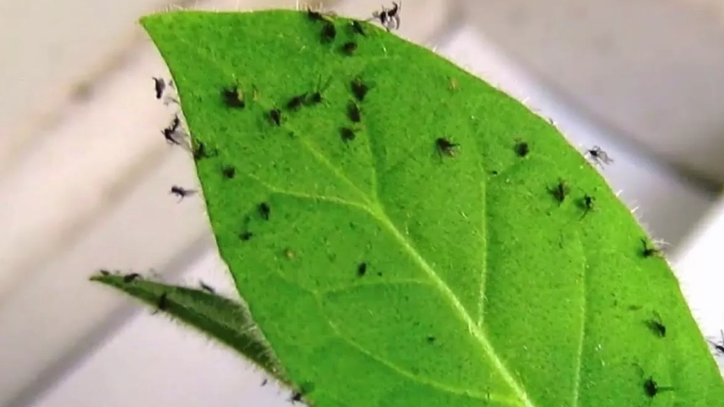 Типичная картина в феврале — черные мошки захватили всю рассаду