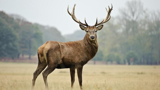 Европейский олень