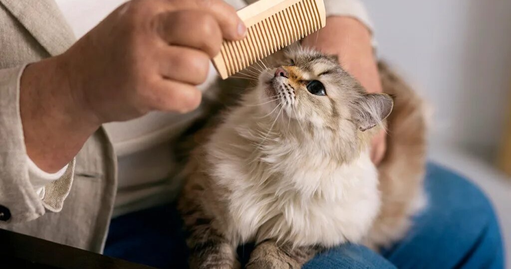 🐾Власоед у кошки: инструкция по выживанию для владельца и кота