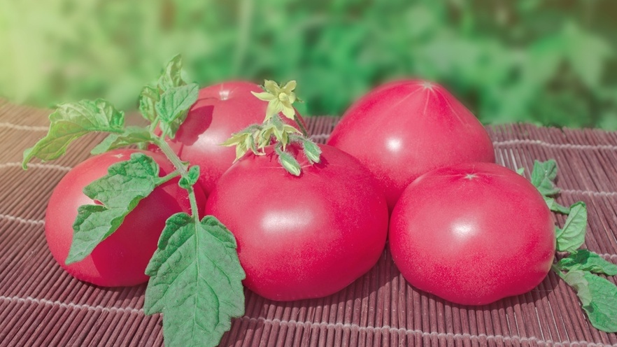 Мои розовые томаты