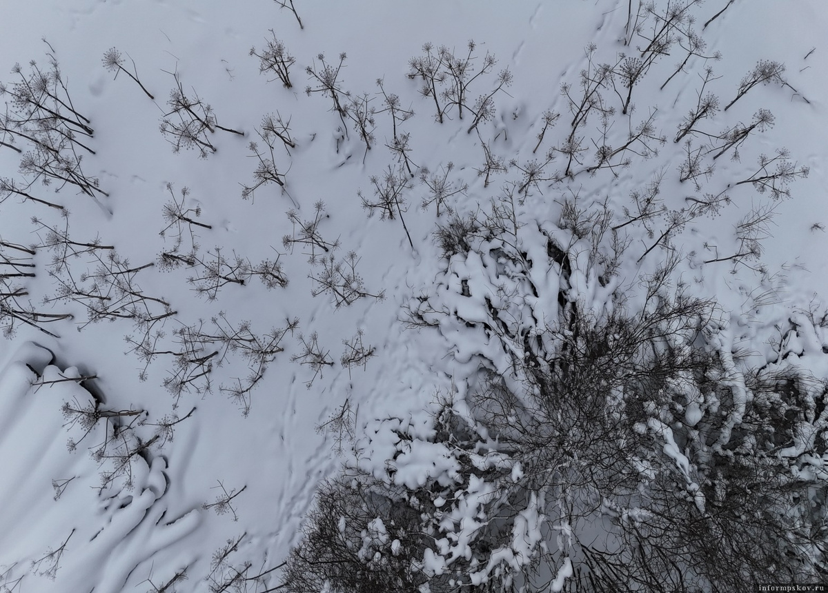 Фото здесь и далее: пресс-служба Северо-Западного межрегионального управления Россельхознадзора