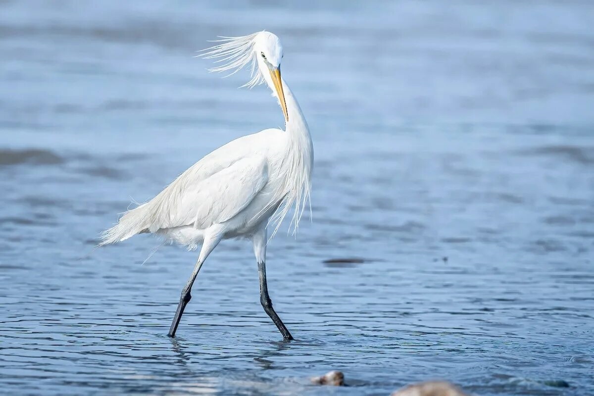Фото с сайта: https://search.macaulaylibrary.org/uk/catalog?taxonCode=chiegr&mediaType=photo&sort=rating_rank_desc&view=list