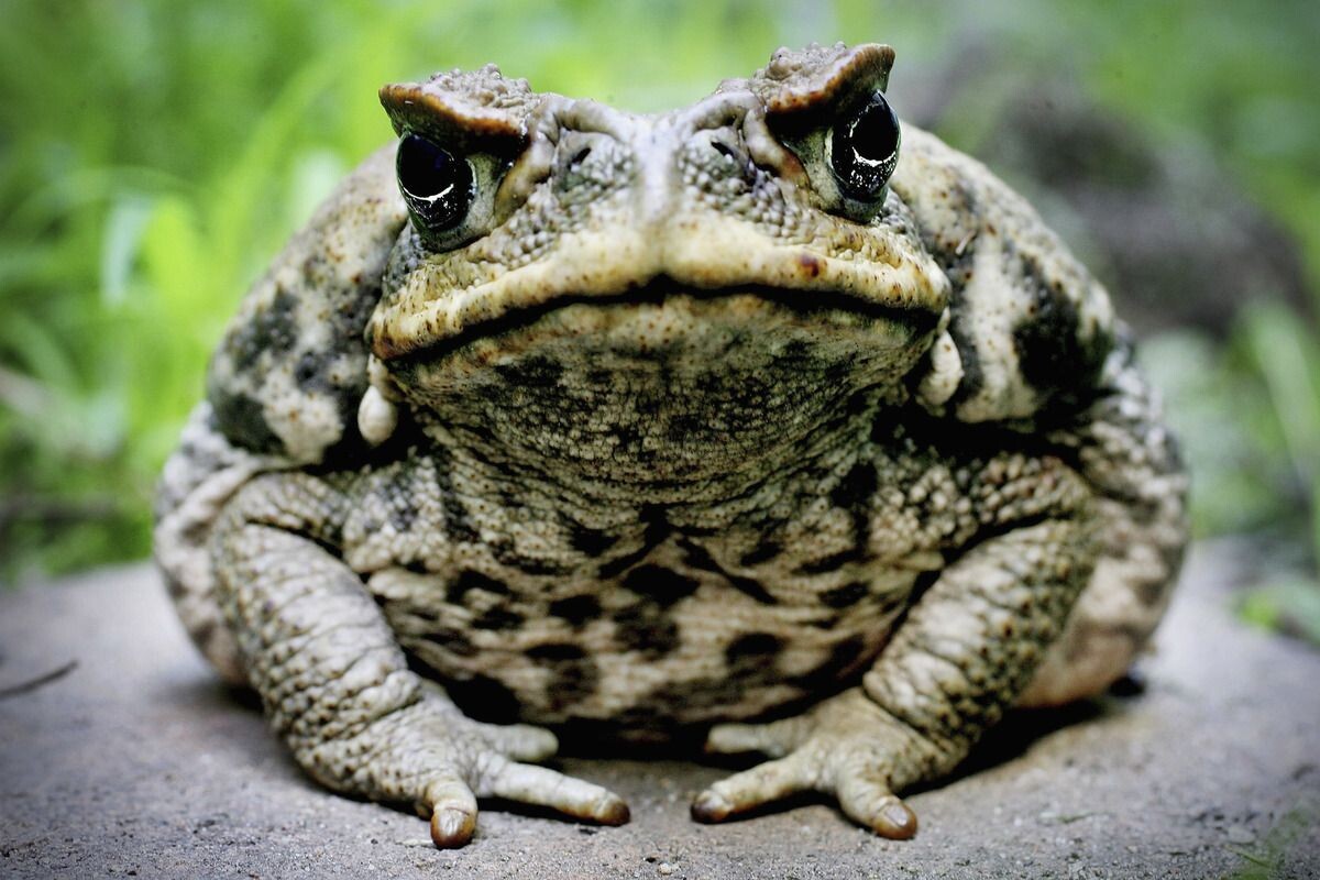 Фото с сайта: https://uk.pinterest.com/c_d93/amphibians/