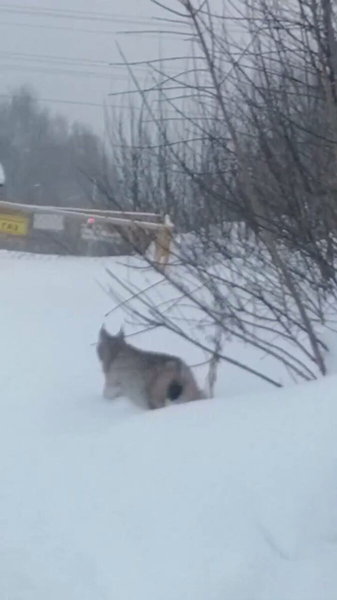    телеграм-канал «Чепецкий менталитет»