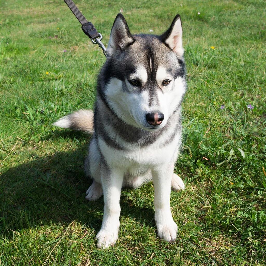 хаски на поводке