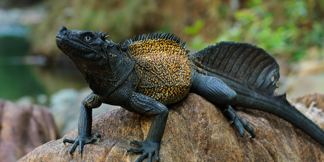 Наш ответ доисторическим "парусникам"