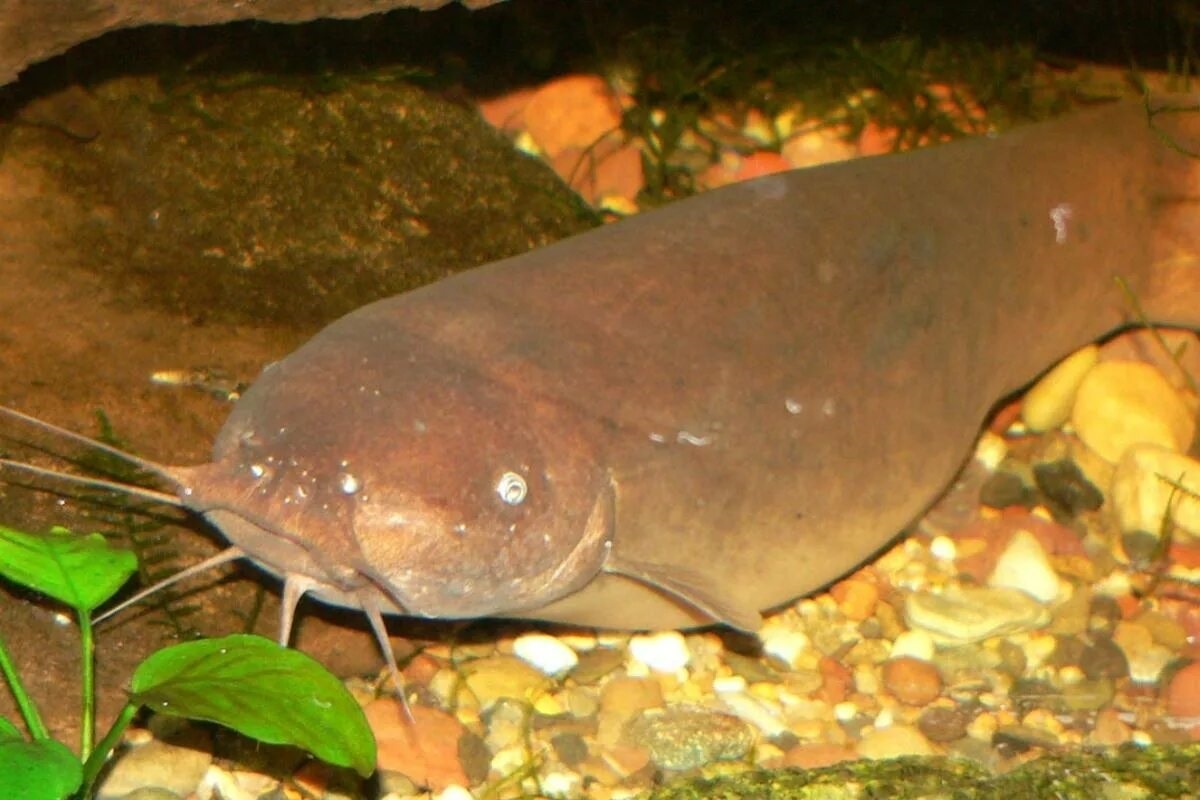 Фото с сайта: https://www.projetecolo.com/poissons-electriques-caracteristiques-et-especes-806.html