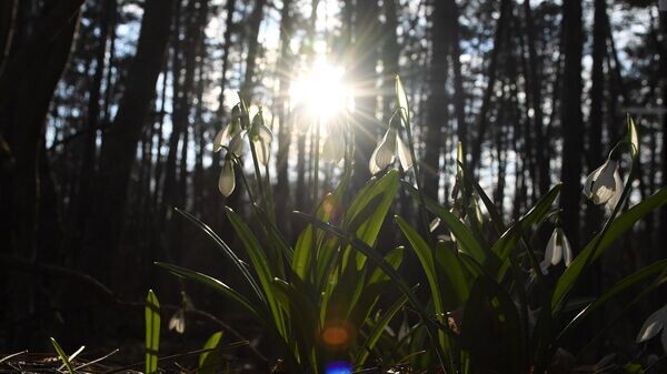   © РИА Новости Крым . Александр Полегенько
