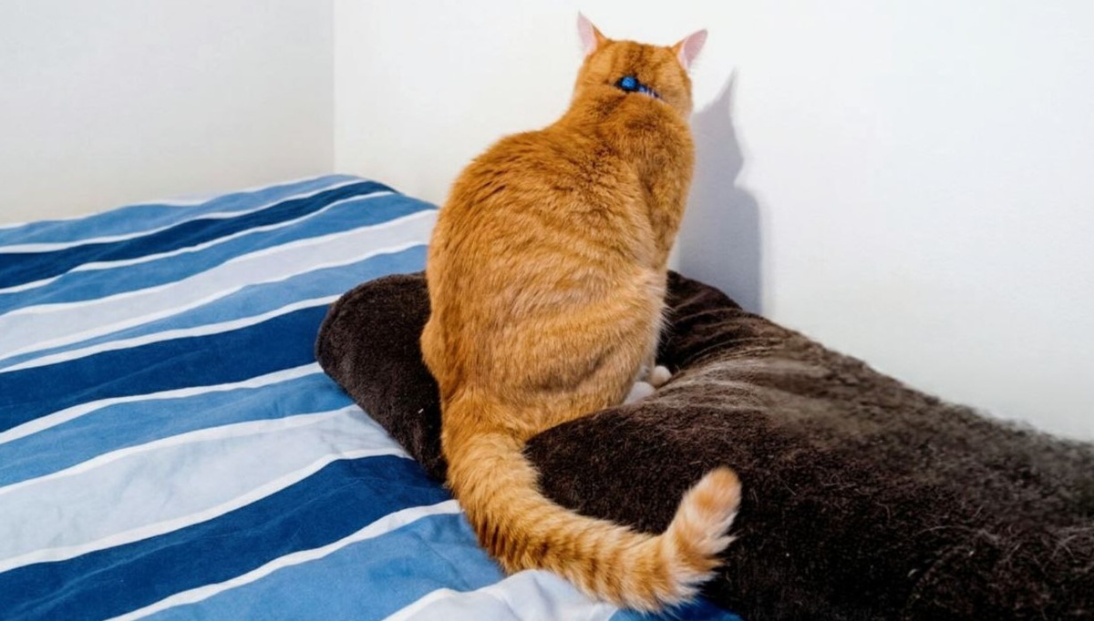 Отстань! Я не глухой!