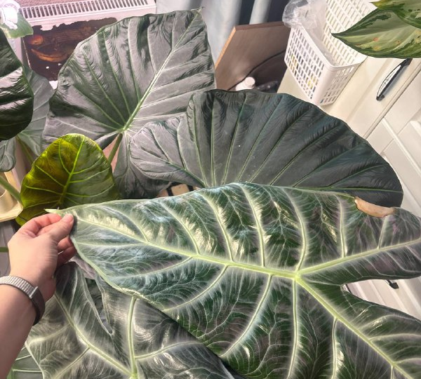 Когда написали комментарий, а внутри что-то ёкнуло.